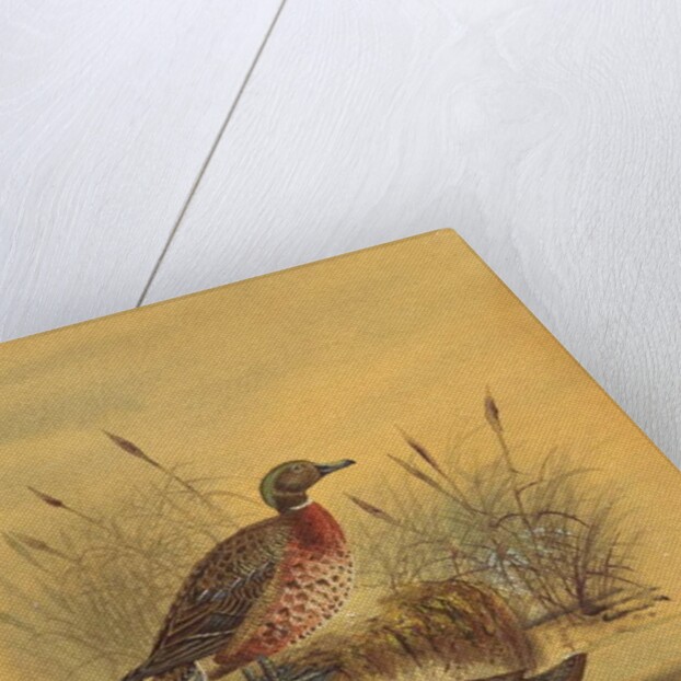 Two Ducks by a Reeded Bank, c.1890 by English School