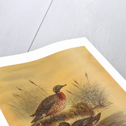 Two Ducks by a Reeded Bank, c.1890 by English School