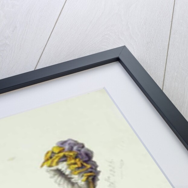 Designs for Regency Hats, 1828 by English School