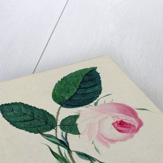Study of a Pink Rose, c.1820 by English School