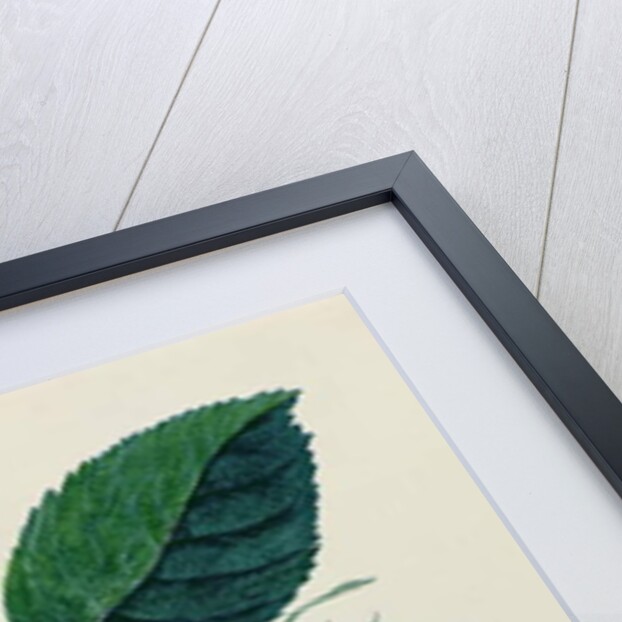 Study of a Pink Rose, c.1820 by English School