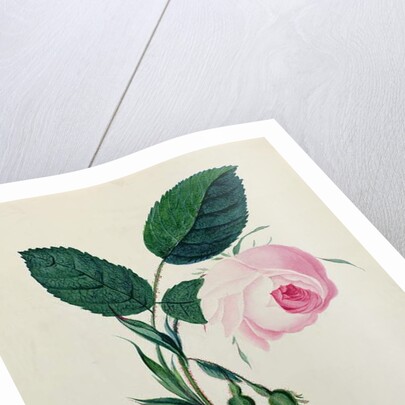 Study of a Pink Rose, c.1820 by English School