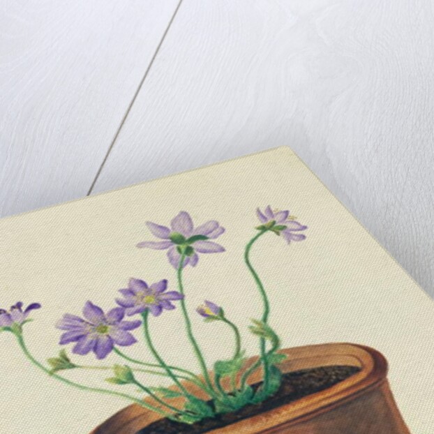 Purple Flowers in a Terracotta Pot, c.1825 by English School