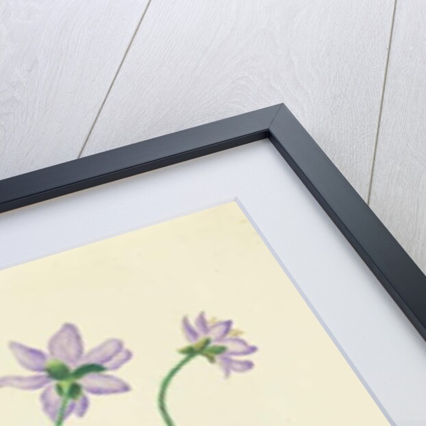 Purple Flowers in a Terracotta Pot, c.1825 by English School