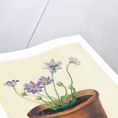 Purple Flowers in a Terracotta Pot, c.1825 by English School