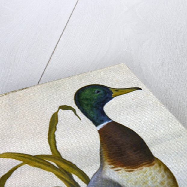 Study of a mallard duck, c.1790 by German School