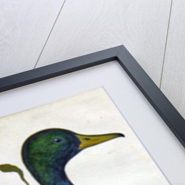 Study of a mallard duck, c.1790 by German School