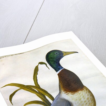 Study of a mallard duck, c.1790 by German School
