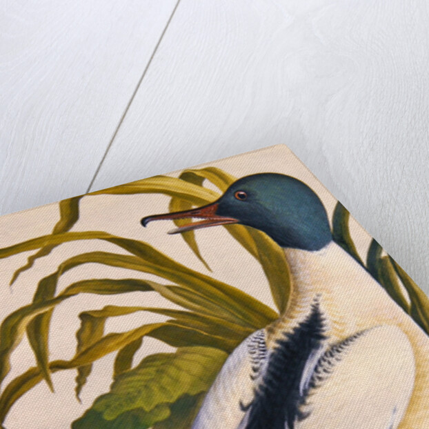 Study of a mallard duck, c.1790 by German School