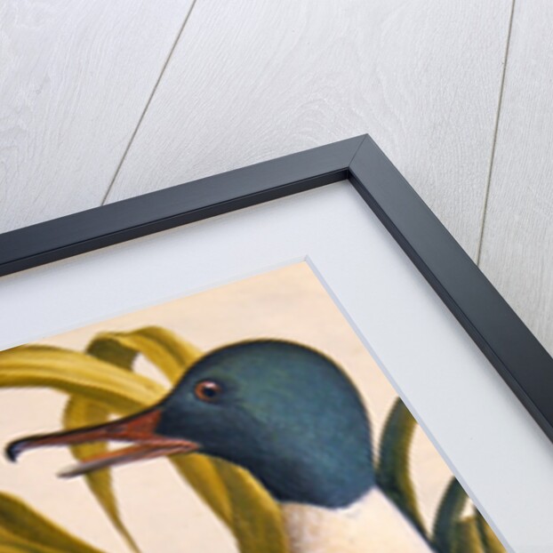 Study of a mallard duck, c.1790 by German School