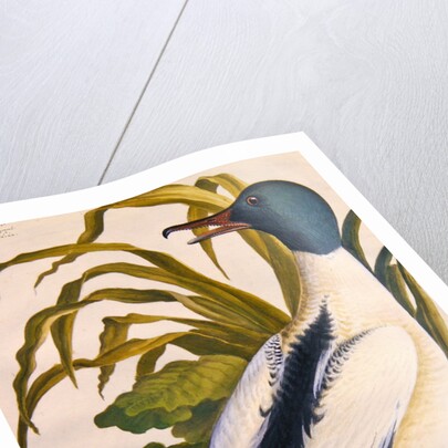 Study of a mallard duck, c.1790 by German School