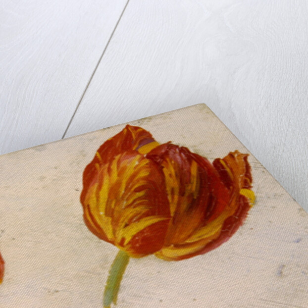 Studies of tulips, c.1830 by Dutch School