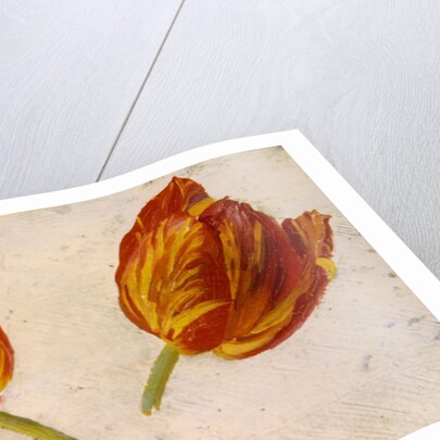 Studies of tulips, c.1830 by Dutch School