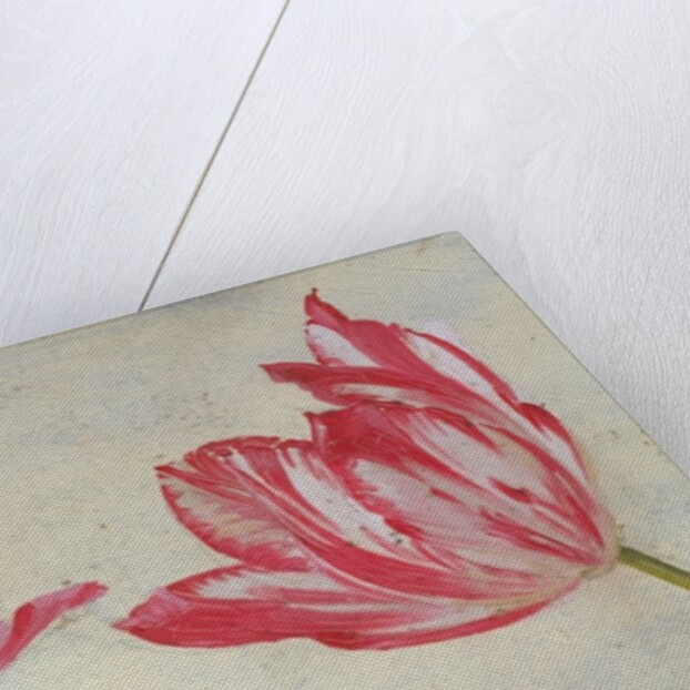 Studies of tulips, c.1830 by Dutch School