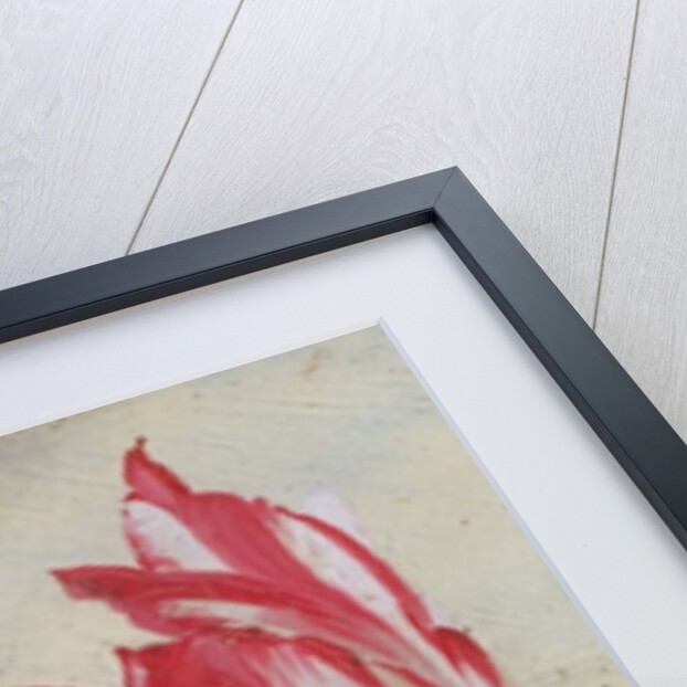 Studies of tulips, c.1830 by Dutch School