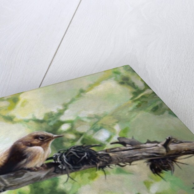 House Wren, the Harmonious Singing, 2010 by Cruz Jurado Traverso