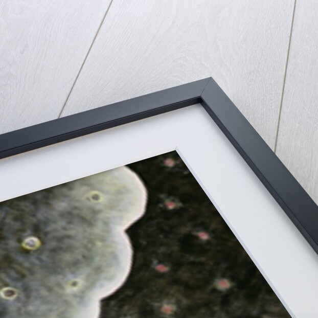 Eden, The First Exodus, 1989 by Celia Washington