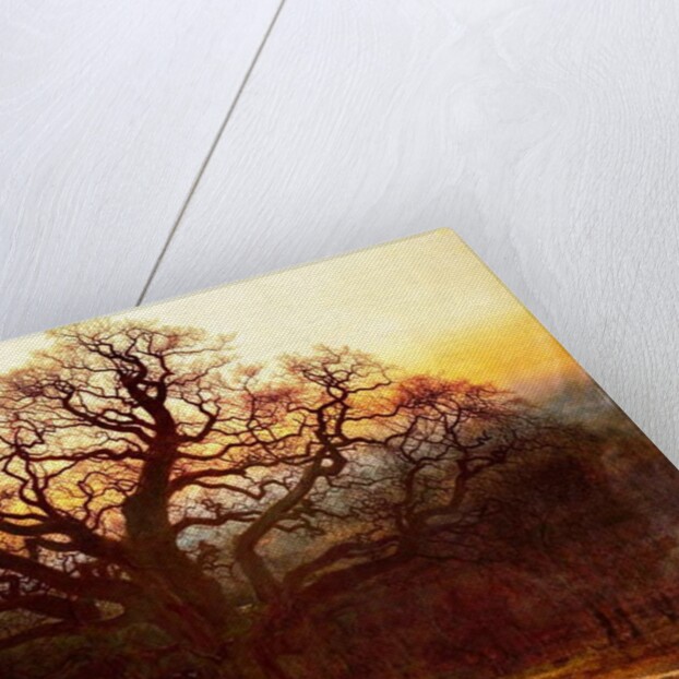 Major Oak, Sherwood Forest, Nottinghamshire, 1882 by Andrew MacCallum