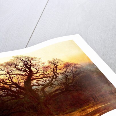 Major Oak, Sherwood Forest, Nottinghamshire, 1882 by Andrew MacCallum