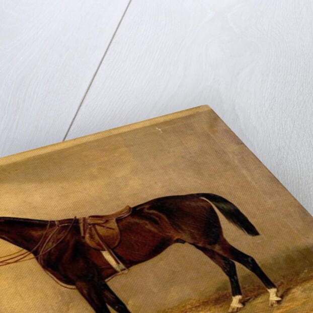 Portrait of the Horse, Which Belonged to Major Burton at the Balaclava Charge by Thomas W. Bretland