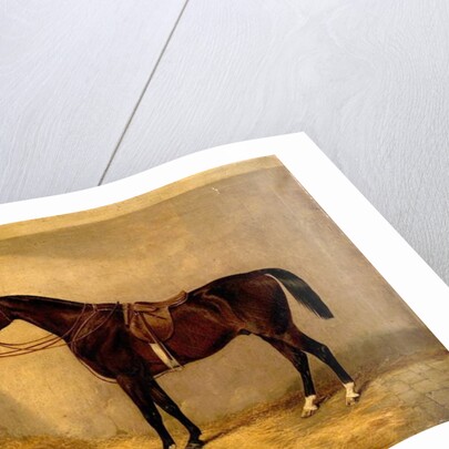 Portrait of the Horse, Which Belonged to Major Burton at the Balaclava Charge by Thomas W. Bretland