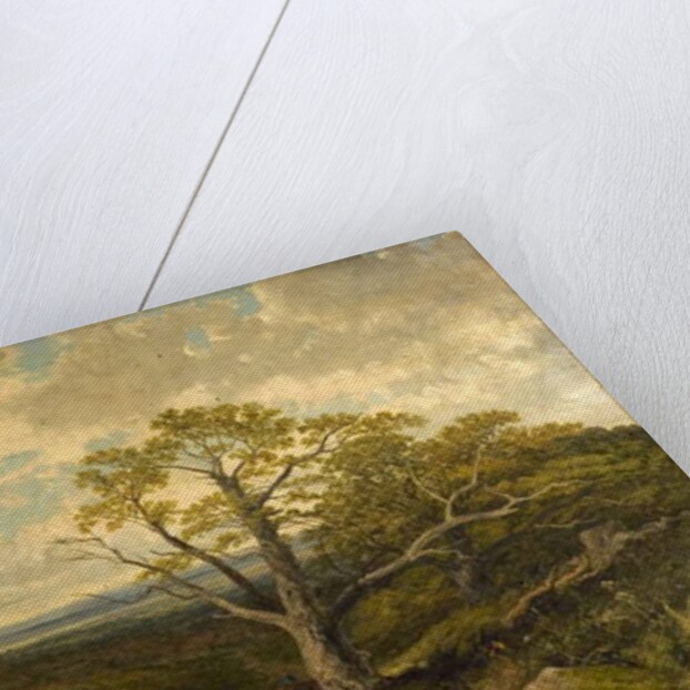 View in Sherwood Forest, Nottinghamshire by John Holland