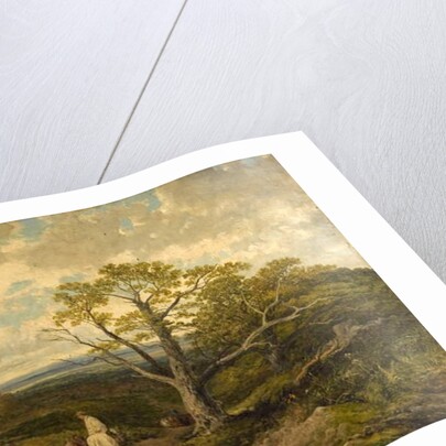 View in Sherwood Forest, Nottinghamshire by John Holland