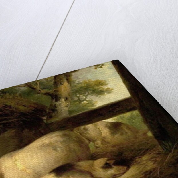 Study of Pigs by George Morland