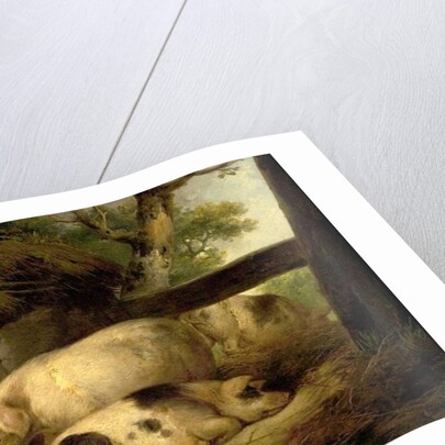 Study of Pigs by George Morland