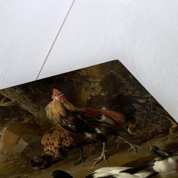 Two Fowls and Ducks on a Pond by Melchior de Hondecoeter