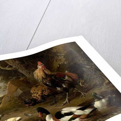 Two Fowls and Ducks on a Pond by Melchior de Hondecoeter