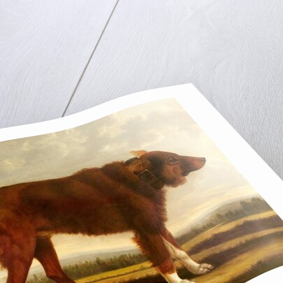 Lord Byron's Dog 'Lyon', 1808 by Clifton Tomson