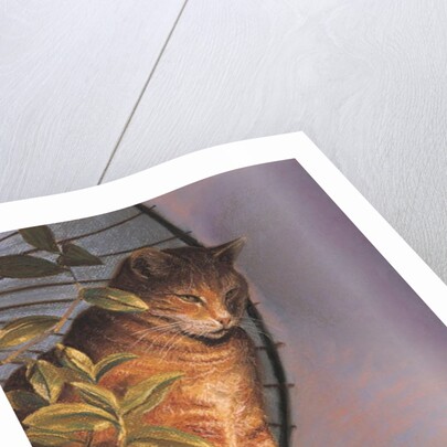 Contemplation by Simon Cook