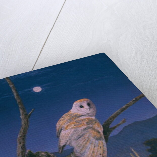 Barn Owl by Simon Cook