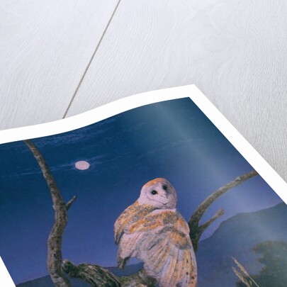 Barn Owl by Simon Cook