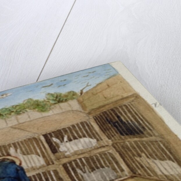 Feeding the Rabbits, 1883 by Rosa Petherick