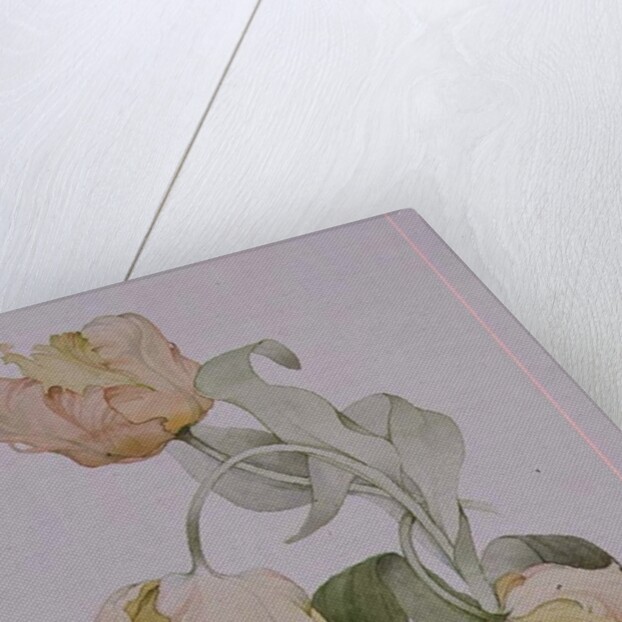 Parrot tulips by Sarah Creswell