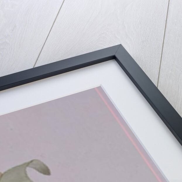 Parrot tulips by Sarah Creswell