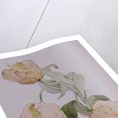 Parrot tulips by Sarah Creswell