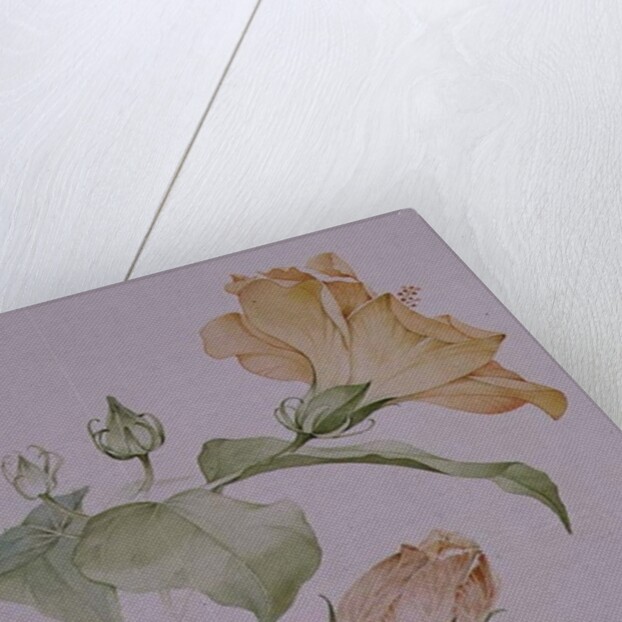 Hibiscus rosa-sinensis by Sarah Creswell