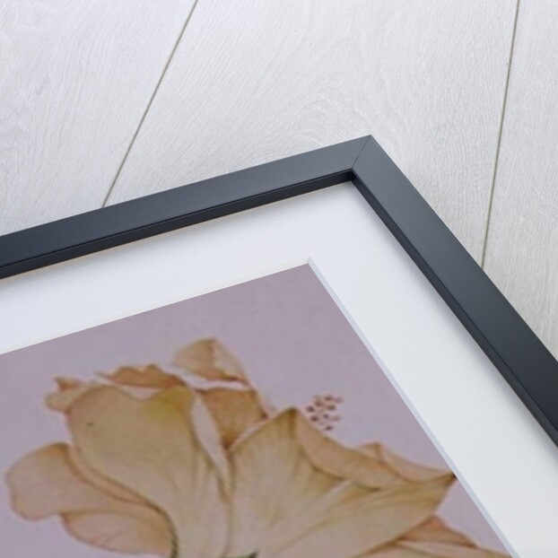 Hibiscus rosa-sinensis by Sarah Creswell