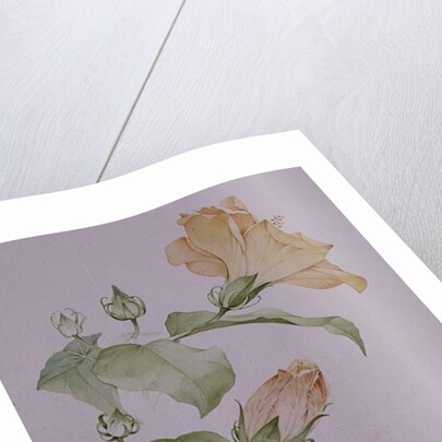 Hibiscus rosa-sinensis by Sarah Creswell