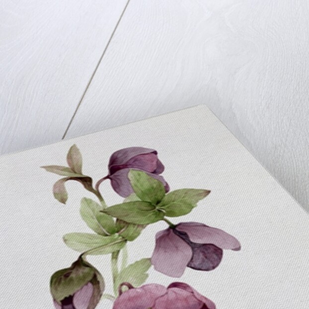 Helleborus atrorubens by Sarah Creswell