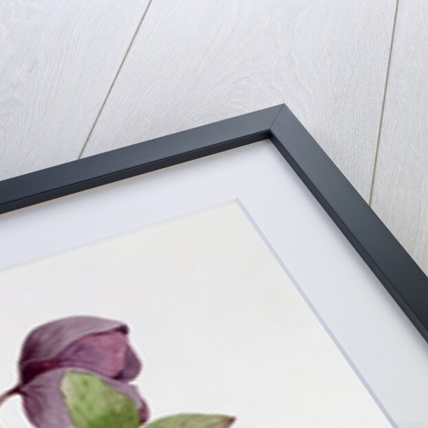 Helleborus atrorubens by Sarah Creswell