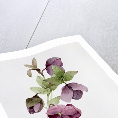 Helleborus atrorubens by Sarah Creswell