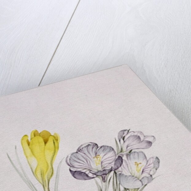 Crocus by Sarah Creswell
