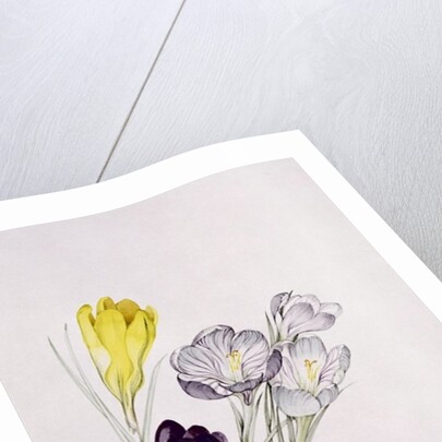 Crocus by Sarah Creswell