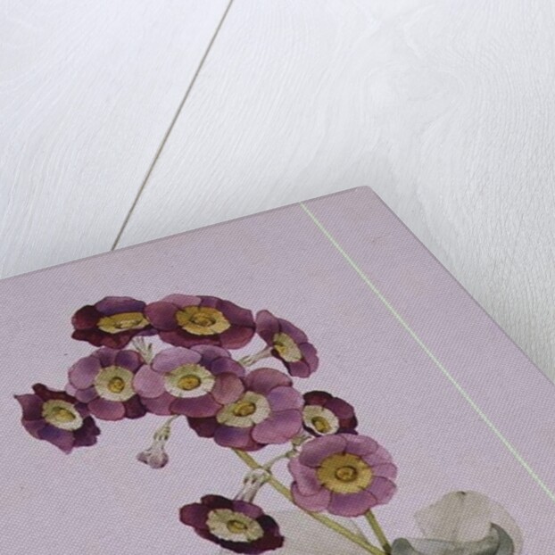 Primula Auricula by Sarah Creswell