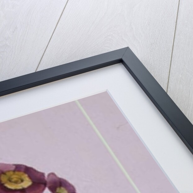 Primula Auricula by Sarah Creswell