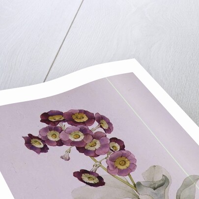 Primula Auricula by Sarah Creswell